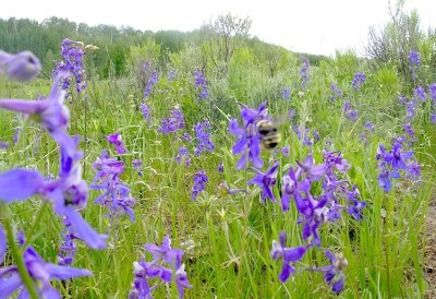 Bumble bee in the flowers.